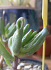 Crassula ovata var. monstruosa