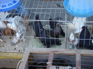 DSC09009
