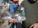 DSC09018