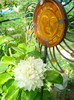 Clematis