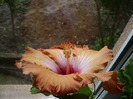 P1060874