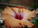 P1060875