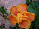 P1060914
