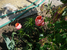 P1060929
