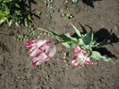 P1060942