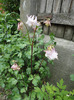 Aquilegia roz (de la sora)