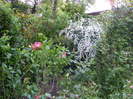hibiscusii de interior ... in exterior