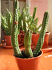 Echidnopsis Dammaniana (8)