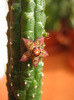 Echidnopsis Dammaniana (3)