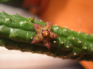 Echidnopsis Dammaniana (10)
