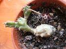 Duvalia Angustiloba