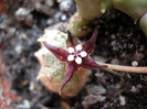 Duvalia Angustiloba (5)