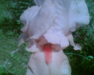 Picture 100
