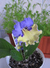 streptocarpus harlequin blue