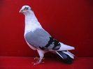 IMGA0284
