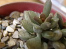 Adromischus schuldiatus