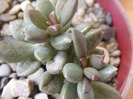 Adromischus schuldiatus