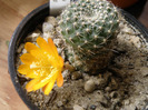 Rebutia marsoneri - floare 2011