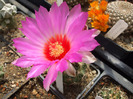 Thelocactus bicolor schwarzii xicotentat
