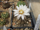 Gymncalycium ragonesii