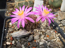 Mammillaria theresae