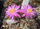 Mammillaria theresae