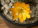 Rebutia marsoneri - floare 2011