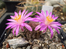 Mammillaria theresae