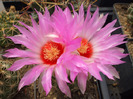 Thelocactus bicolor schwarzii xicotentat