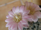 Gymnocalycium bruchii v. niveum