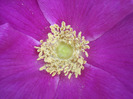 Rosa rugosa (2011, May 16)