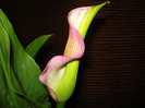 calla rehmanni