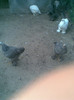 Imag005