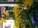 imaginile mele 345
