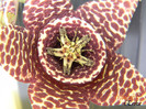 DSCN7403