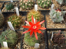 Matucana madisoniorum asterium