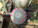 Mammillaria noureddiniana - P 347, zw. Oaxaca und Puerto Escondido