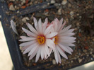 Obregonia denegrii