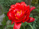 DSCF7654