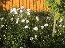 DSC02875