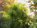 DSC02879