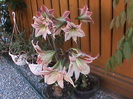 DSC02884