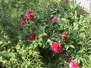 DSC02899