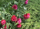 DSC02900