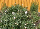 DSC02901