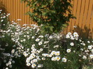 DSC02902