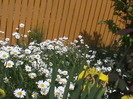 DSC02904