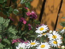 DSC02906