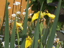 DSC02907