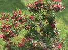 DSC02909